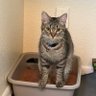 Poopcat 的头像