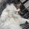 Profilbild von moxzi