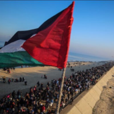 mahmoud's profile picture