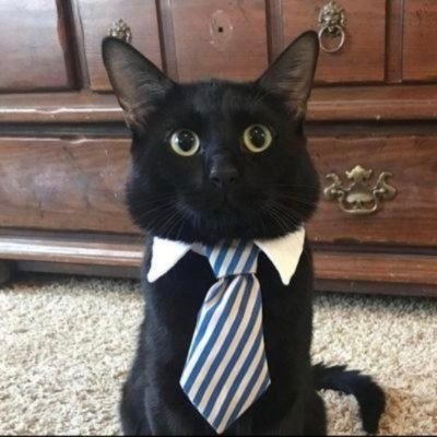 caio's profile picture