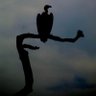 Erikᶜʳᶠ𓅐 profil fotoğrafı