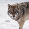 Slow_Wulf profil fotoğrafı