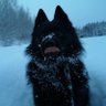 WolfDryx 的头像