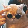 Profilbild von Appleaway