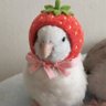Shunoo☆★'s profile picture