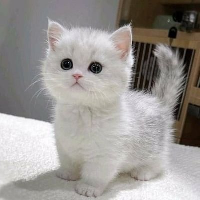 CatUniversex's profile picture