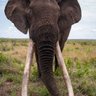 ElephantTusk profil fotoğrafı