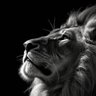 Sharjawi's profile picture