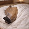 Profilbild von カピバラのそんな1日