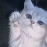 🐈⬛ 的头像