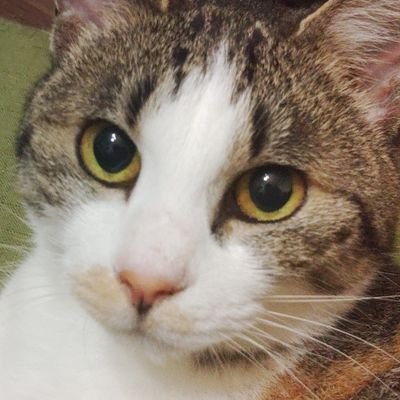 okadanatsumichi's profile picture