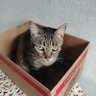 Açucena profil fotoğrafı