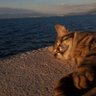 Allan Kyle profil fotoğrafı