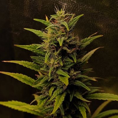Caio Cezar, especialista em F200🍁's profile picture