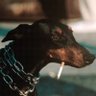 bambi's profile picture