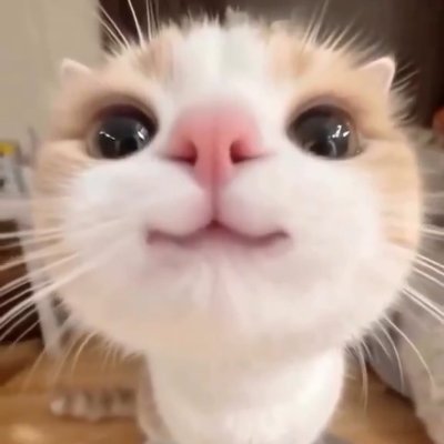 haru•ᴗ•'s profile picture
