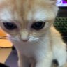 anke profil fotoğrafı