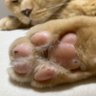 みぃぷう 的头像