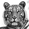 SocialTiger profil fotoğrafı