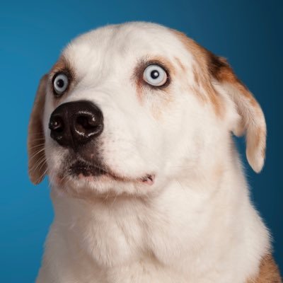 WeRateDogs's profile picture