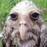 Profilbild von SkibbedyBOB
