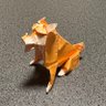 Фото профиля きなこ