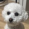 Фото профиля smolwhitedog