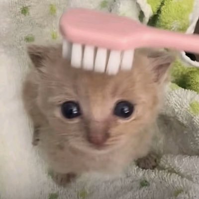 zyy35z's profile picture