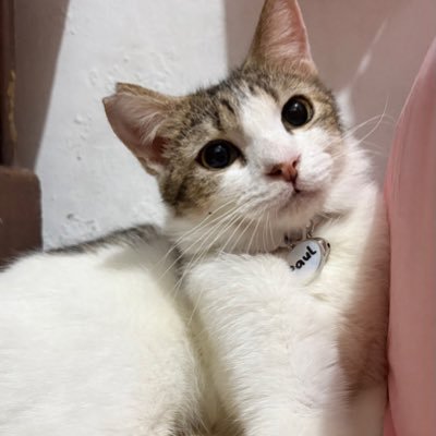 lele's profile picture