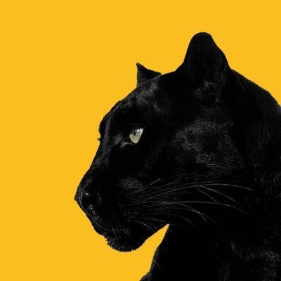 14blackjaguar's profile picture