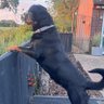 Fursie's profile picture