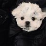 Leo's profile picture