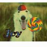 Profilbild von Joyjoy concurseira
