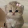 Niusha's profile picture