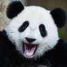 Profilbild von Panda senior