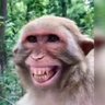 Schmetterling's profile picture