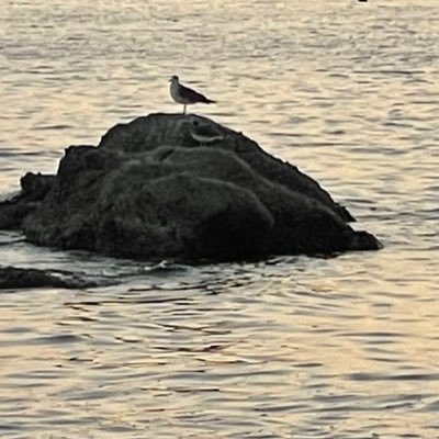 alkhathieri's profile picture