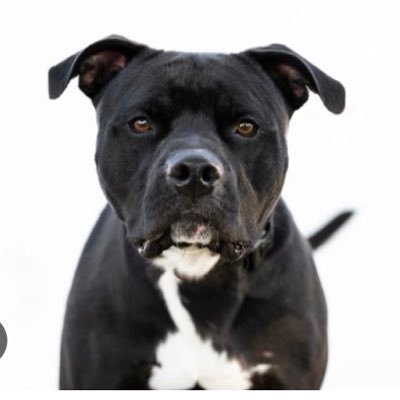 Havana's profile picture