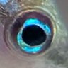 Profilbild von 生物贔屓は許さない