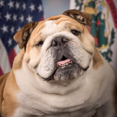 Babydog Justice's profile picture