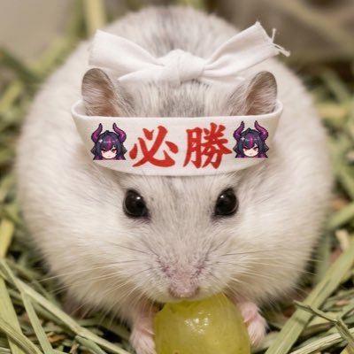 Roborovskii2's profile picture