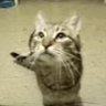 meowzies profil fotoğrafı