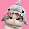 🎀อาซู ยู้กแมวของ𝒑𝒂𝒗𝒆𝒍 ꒰ᐢ·͈ ̫ ·͈⑅ᐢ꒱ೀ⋆⑅ 的头像