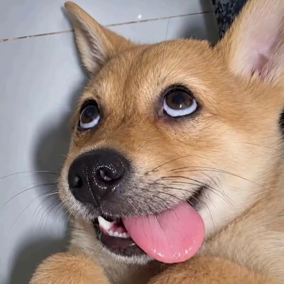 Dogquant0's profile picture