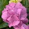 Фото профиля さくぴょん