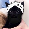 Profilbild von Toddy al-Tod🐈⬛