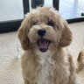 Happy paws 🐾's profile picture