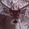 Profilbild von 🦌🏳️⚧️