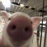 mazzzi's profile picture