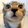 Фото профиля Catz